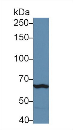Polyclonal Antibody to Toll Like Receptor 3 (TLR3)