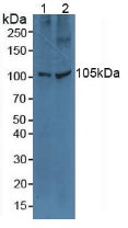 Polyclonal Antibody to Toll Like Receptor 5 (TLR5)