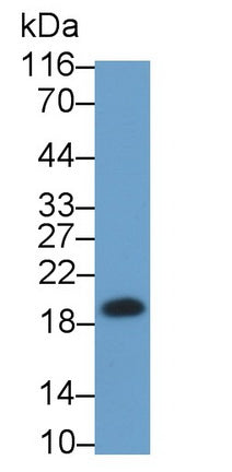 Polyclonal Antibody to High Mobility Group AT Hook Protein 2 (HMGA2)