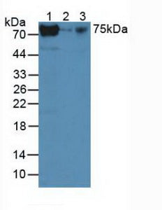 Polyclonal Antibody to Telomerase Reverse Transcriptase (TERT)