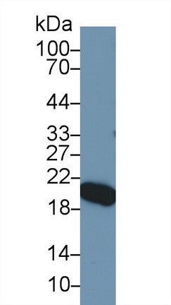 Polyclonal Antibody to Apolipoprotein M (APOM)
