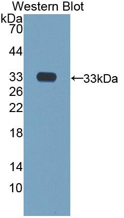 Polyclonal Antibody to Aurora Kinase C (AURKC)