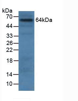Polyclonal Antibody to Granulin (GRN)