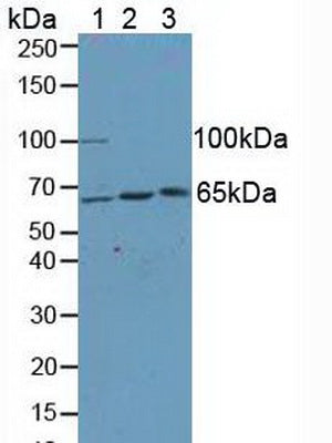 Polyclonal Antibody to Kinesin Light Chain 1 (KLC1)