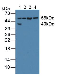 Polyclonal Antibody to X-linked Inhibitor Of Apoptosis Protein (XIAP)