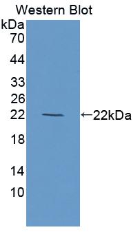 Polyclonal Antibody to Olfactomedin 3 (OLFM3)