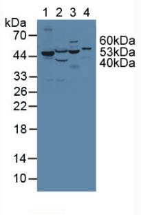 Polyclonal Antibody to Phenylalanine Hydroxylase (PAH)