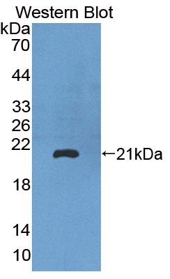 Polyclonal Antibody to Proline Dehydrogenase, Mitochondrial (PRODH)