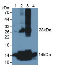 Polyclonal Antibody to Hemoglobin Alpha 1 (HBa1)