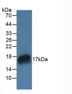 Polyclonal Antibody to Ribonuclease A7 (RNASE7)