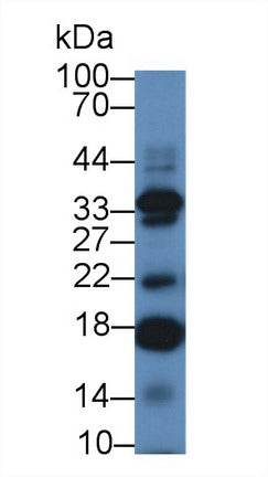 Polyclonal Antibody to Interleukin 17C (IL17C)