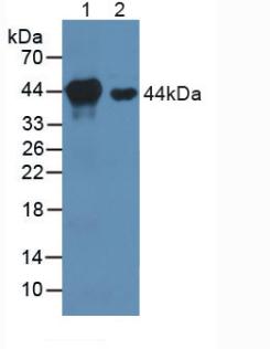 Polyclonal Antibody to Mitogen Activated Protein Kinase Kinase 1 (MAP2K1)