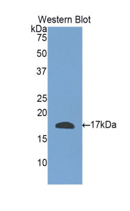 Polyclonal Antibody to Relaxin 3 (RLN3)