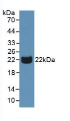 Polyclonal Antibody to Peptidoglycan Recognition Protein 1 (PGLYRP1)