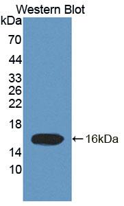 Polyclonal Antibody to Elongin C (ELOC)