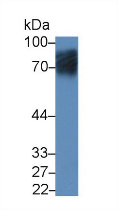 Polyclonal Antibody to Solute Carrier Family 3, Member 2 (SLC3A2)