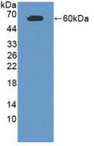 Polyclonal Antibody to Cell Adhesion Molecule 1 (CADM1)