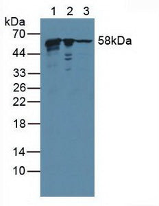 Polyclonal Antibody to Karyopherin Alpha 2 (KPNa2)
