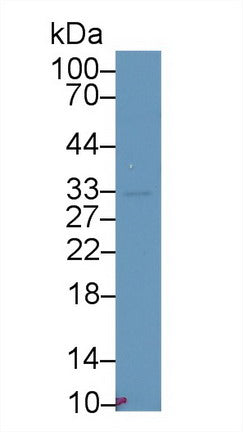 Polyclonal Antibody to Torsin 2A (TOR2A)