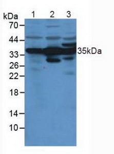 Polyclonal Antibody to Annexin A4 (ANXA4)