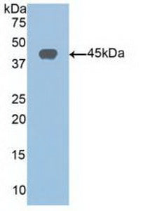 Polyclonal Antibody to Sirtuin 6 (SIRT6)