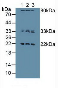 Polyclonal Antibody to Dual Specificity Phosphatase 3 (DUSP3)