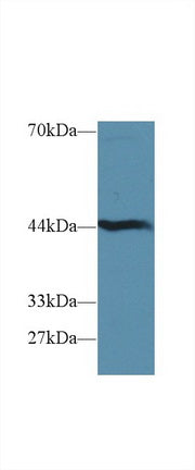 Polyclonal Antibody to Hydroxyacid Oxidase 1 (HAO1)