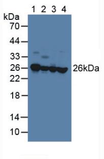 Polyclonal Antibody to Phosphatidylethanolamine Binding Protein 1 (PEBP1)