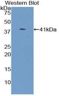 Polyclonal Antibody to UDP Glycosyltransferase 8 (UGT8)