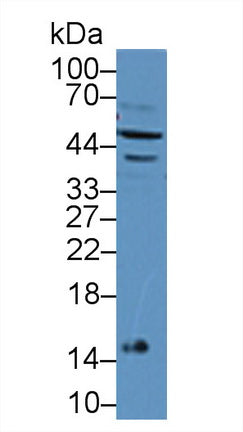 Polyclonal Antibody to Interferon Alpha 7 (IFNa7)