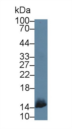 Polyclonal Antibody to Oncomodulin (OCM)