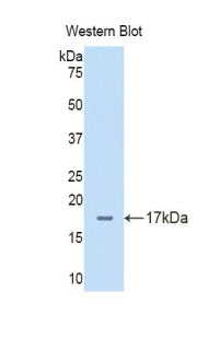 Polyclonal Antibody to Delta Like Protein 4 (dLL4)
