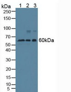 Polyclonal Antibody to Beclin 1 (BECN1)