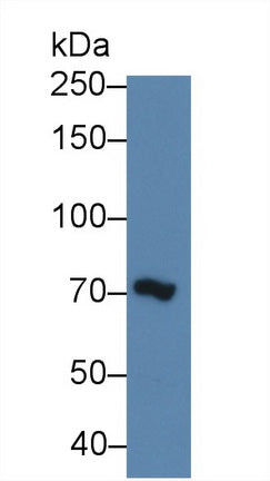 Polyclonal Antibody to Mindbomb Homolog 2 (MIB2)
