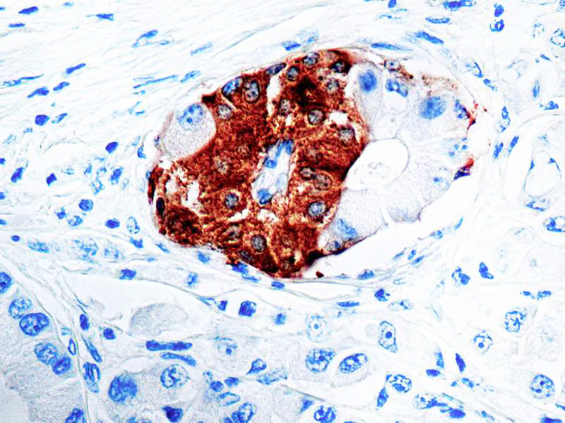 Synaptophysin (SYP02)
