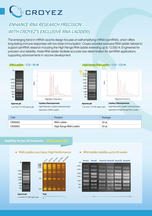 Enhance RNA Research Precision with CROYEZ’s Exclusive RNA Ladders