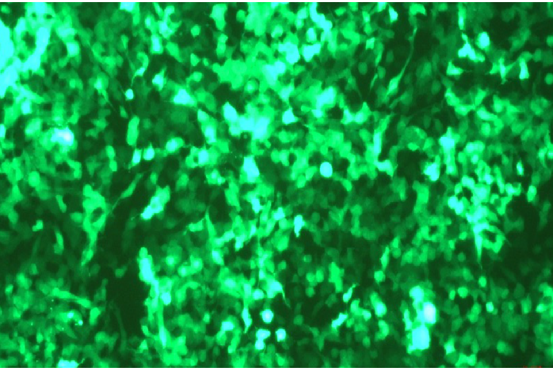 Croyez saRNA-GFP 소개: Bright & Long-Lasting Expression