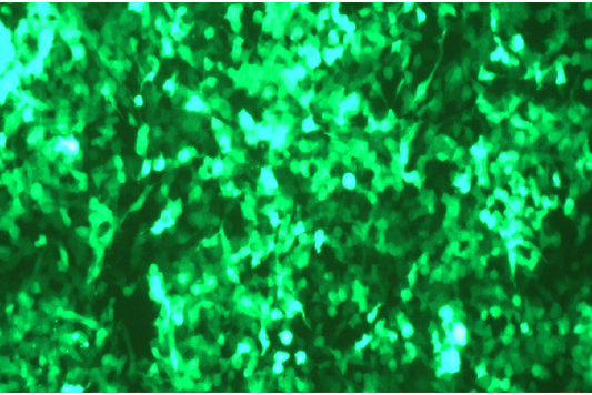 Croyez saRNA-GFP 소개: Bright & Long-Lasting Expression