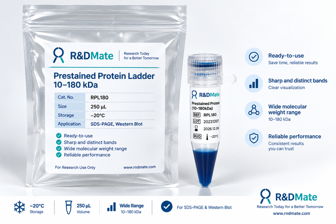 Prestained Protein Ladder 선택 가이드 | RPL180 vs RPL250, 어떤 제품을 선택해야 할까?