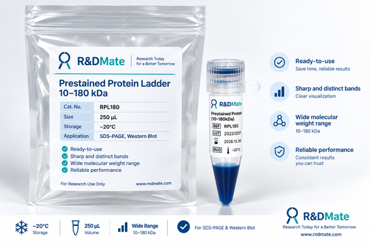 Prestained Protein Ladder 선택 가이드 | RPL180 vs RPL250, 어떤 제품을 선택해야 할까?