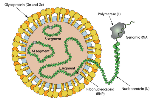 Hantaan Virus 연구용 제품