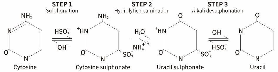 DNA Methylation Analysis 전처리: Bisulfite Conversion Kits