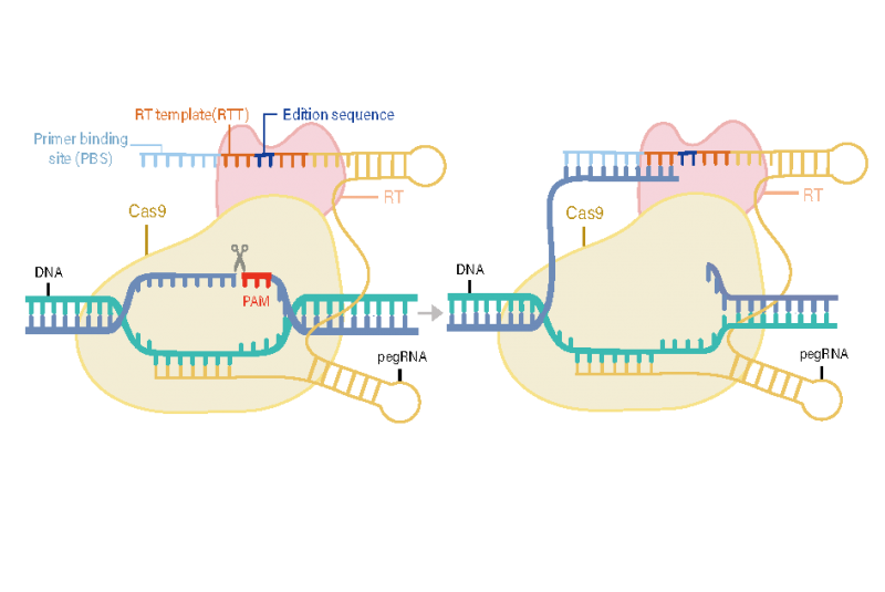 PEmax mRNA ( m1ψ substitution )