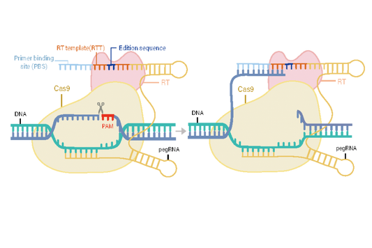 PEmax mRNA ( m1ψ substitution )