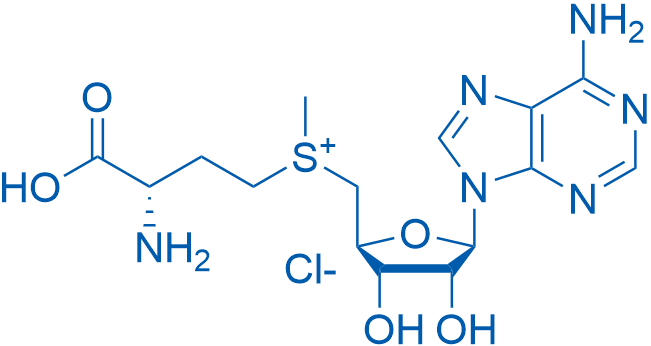 S-(5'-Adenosyl)-L-methionine chloride 1g