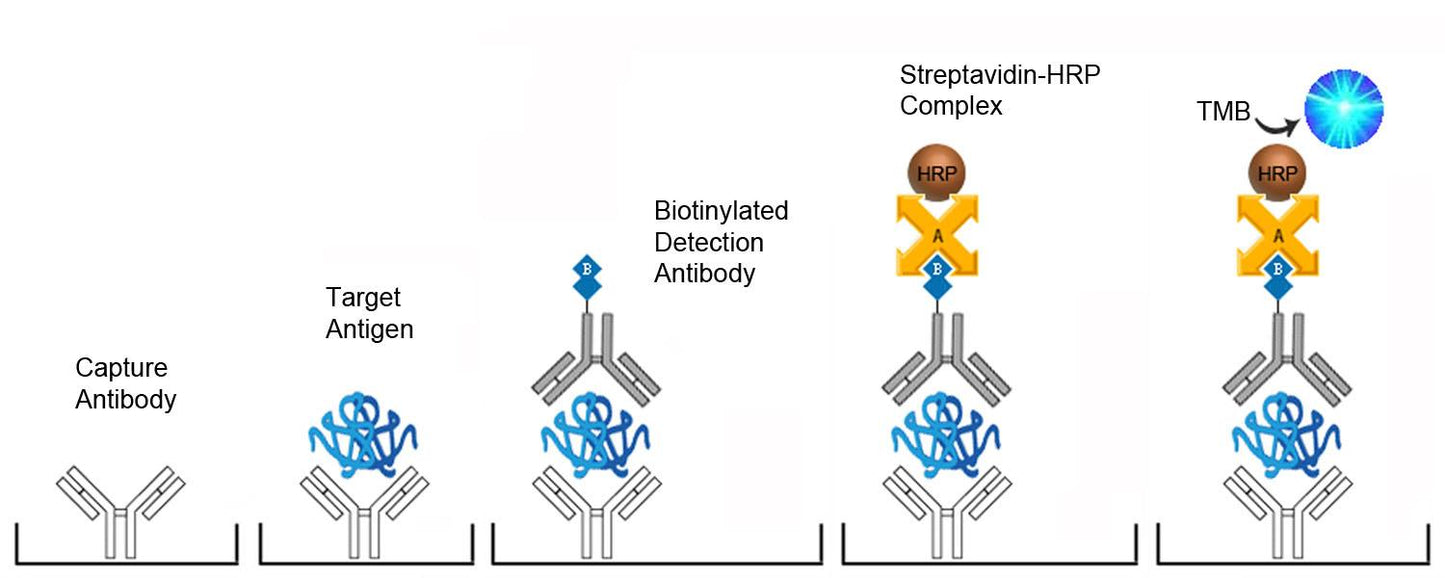 Mouse LBP (Sandwich ELISA) ELISA Kit - LS-F38497