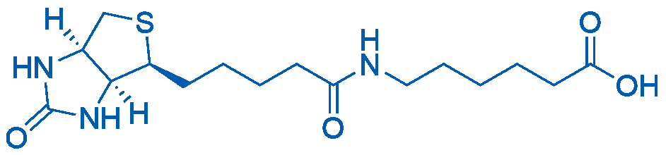 N-Biotinyl-6-aminohexanoic acid 100mg