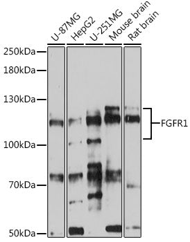 FGFR1 Rabbit pAb