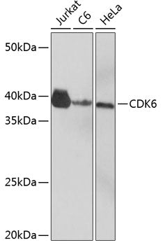 CDK6 Rabbit mAb