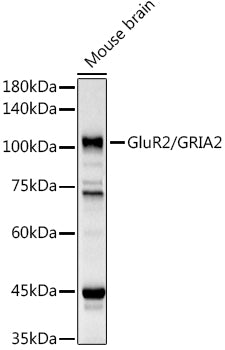 GluR2/GRIA2 Rabbit pAb